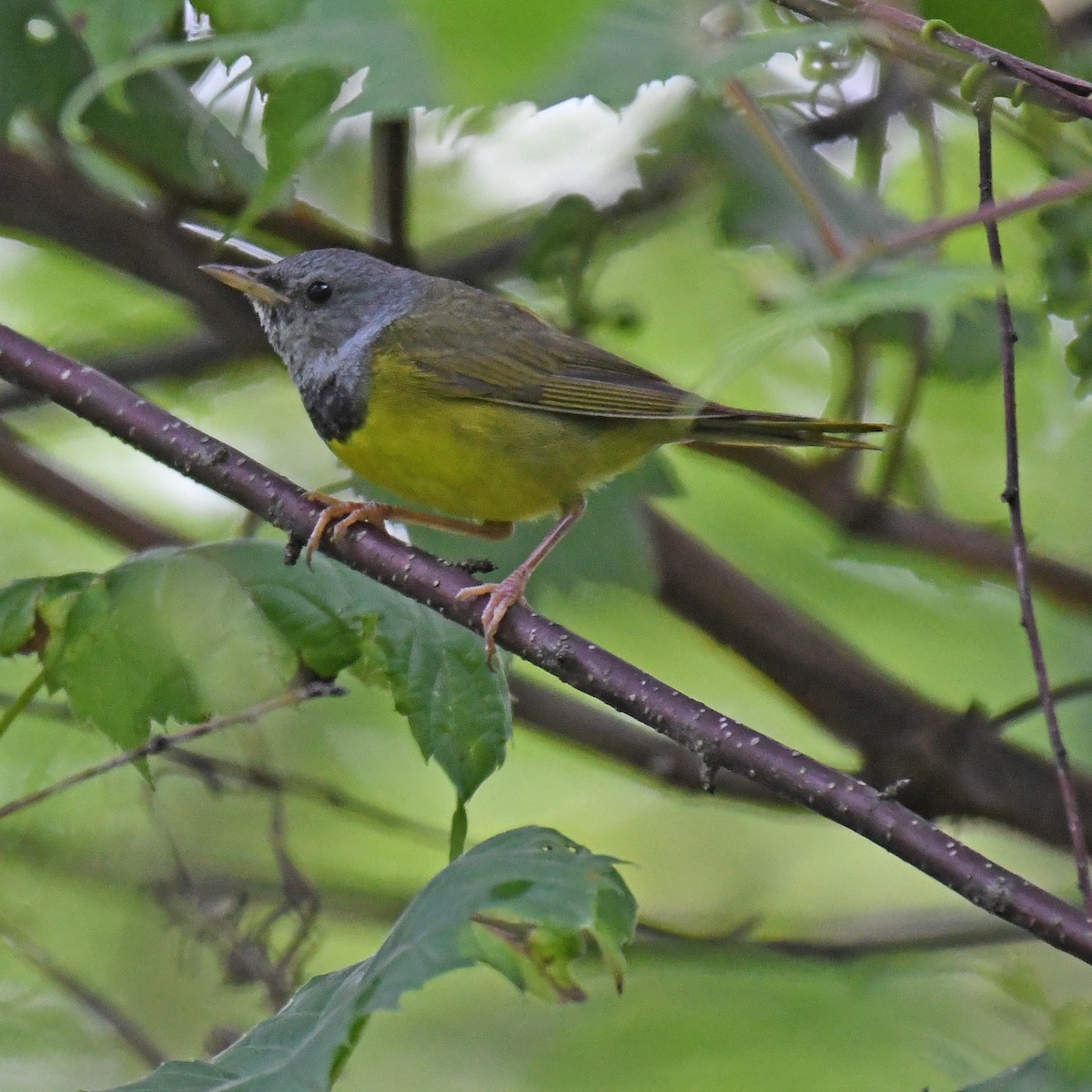 Mourning Warbler - ML615820386