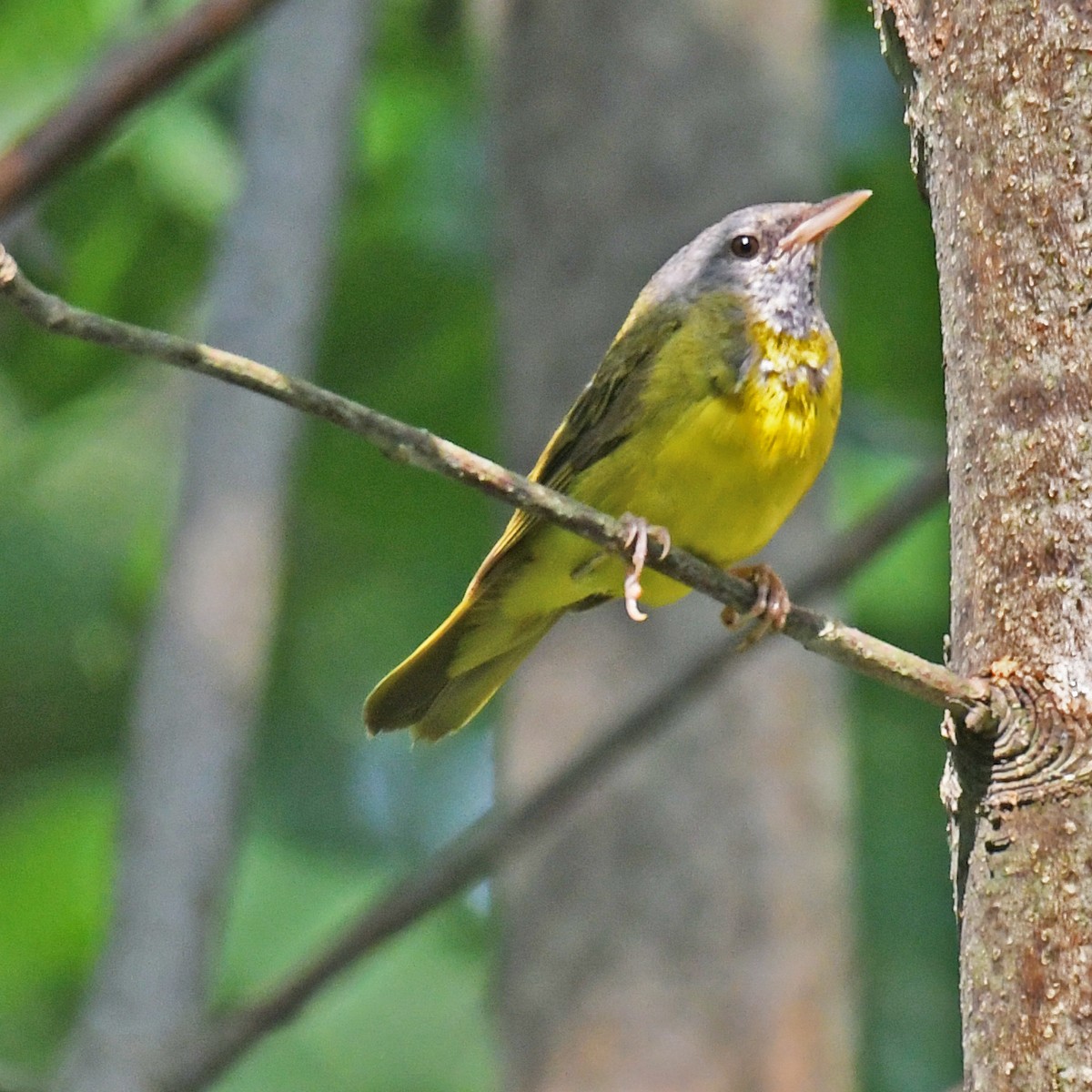 Mourning Warbler - ML615820389