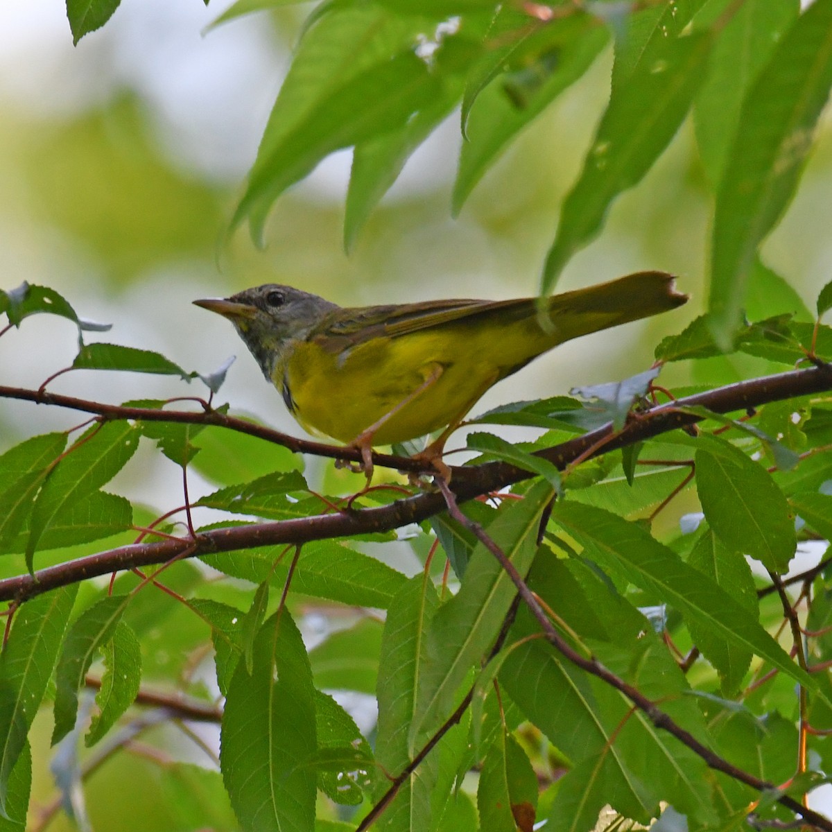 Mourning Warbler - ML615820391