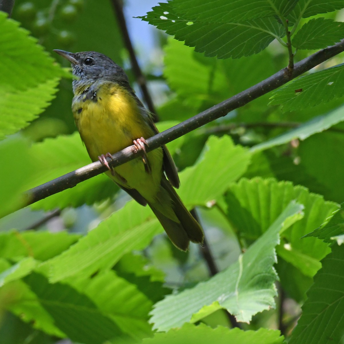 Mourning Warbler - ML615820395