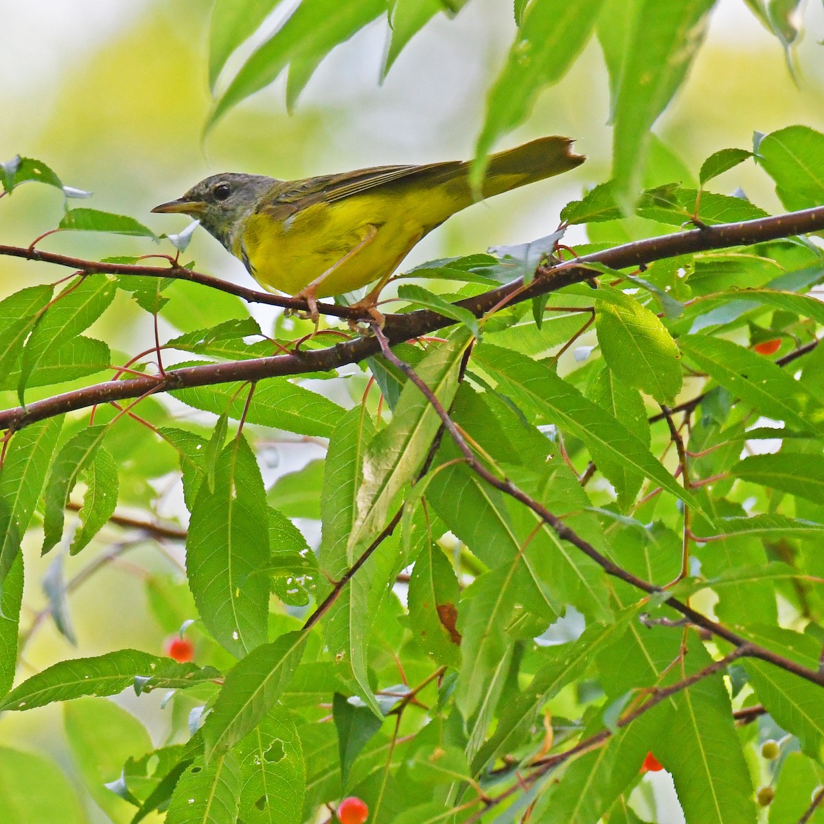 Mourning Warbler - ML615820397