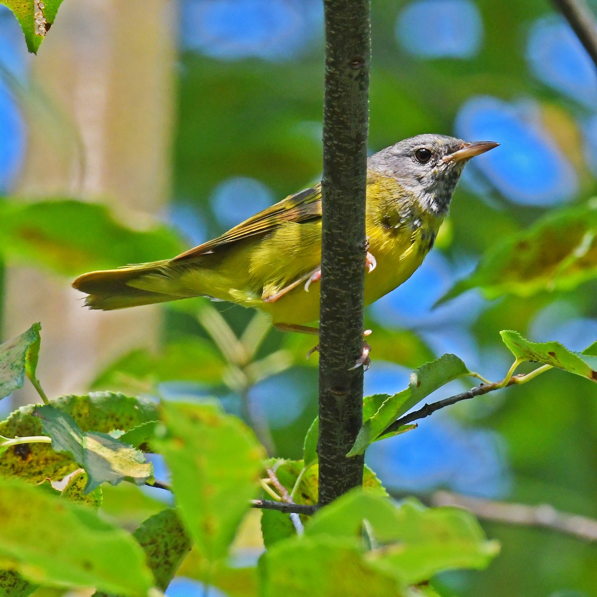 Mourning Warbler - ML615820398