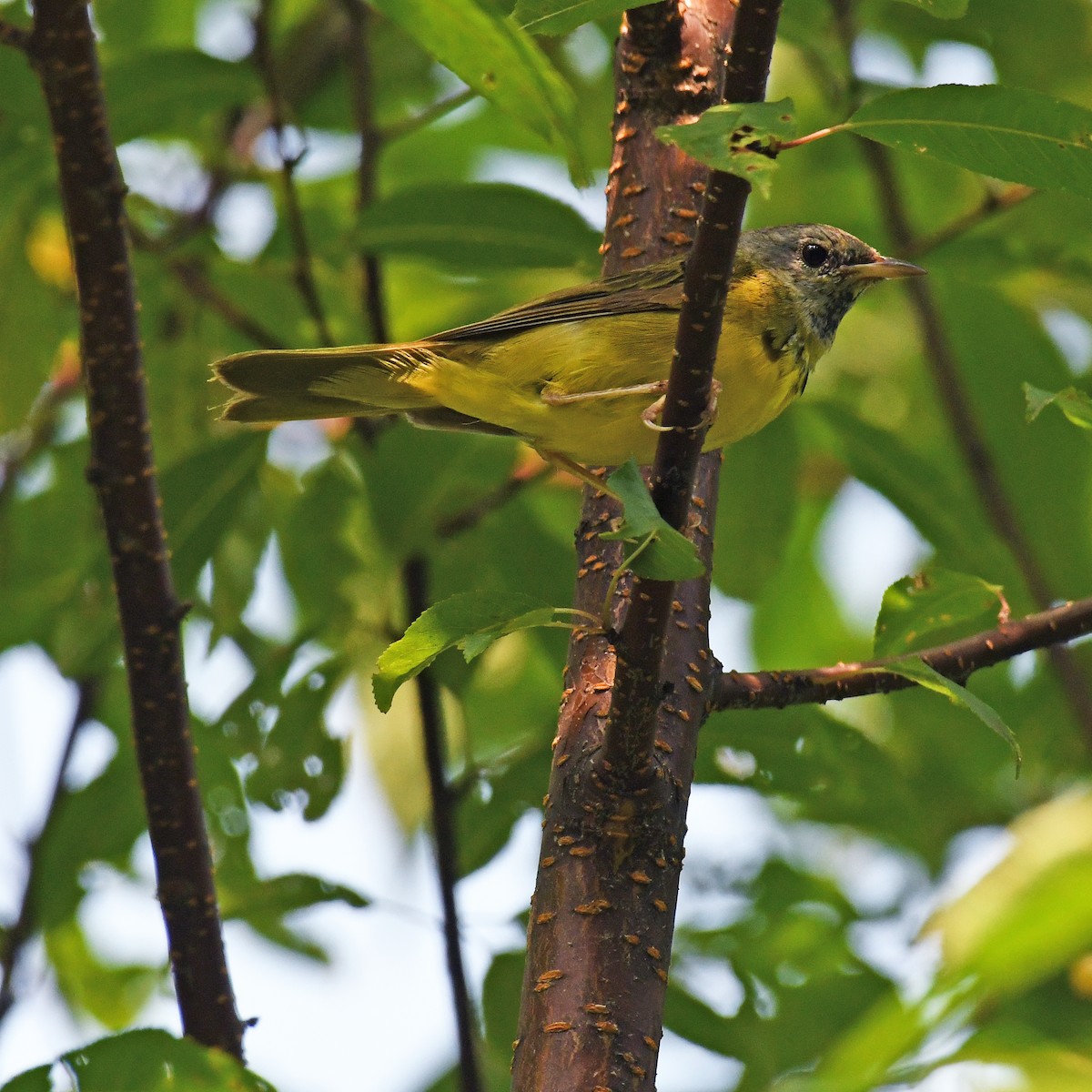 Mourning Warbler - ML615820400