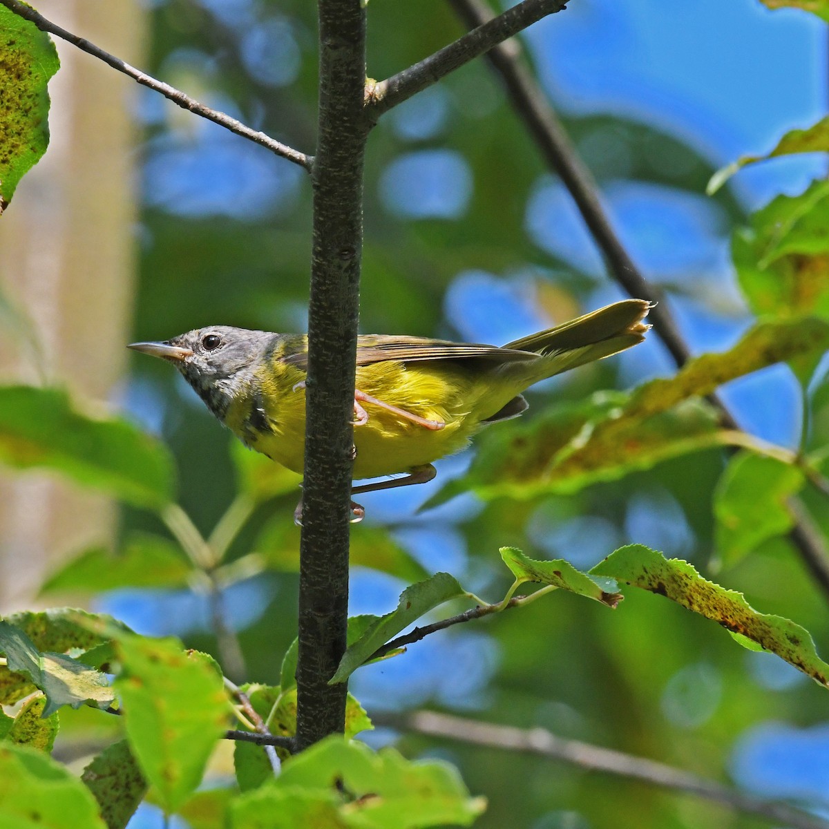 Mourning Warbler - ML615820401