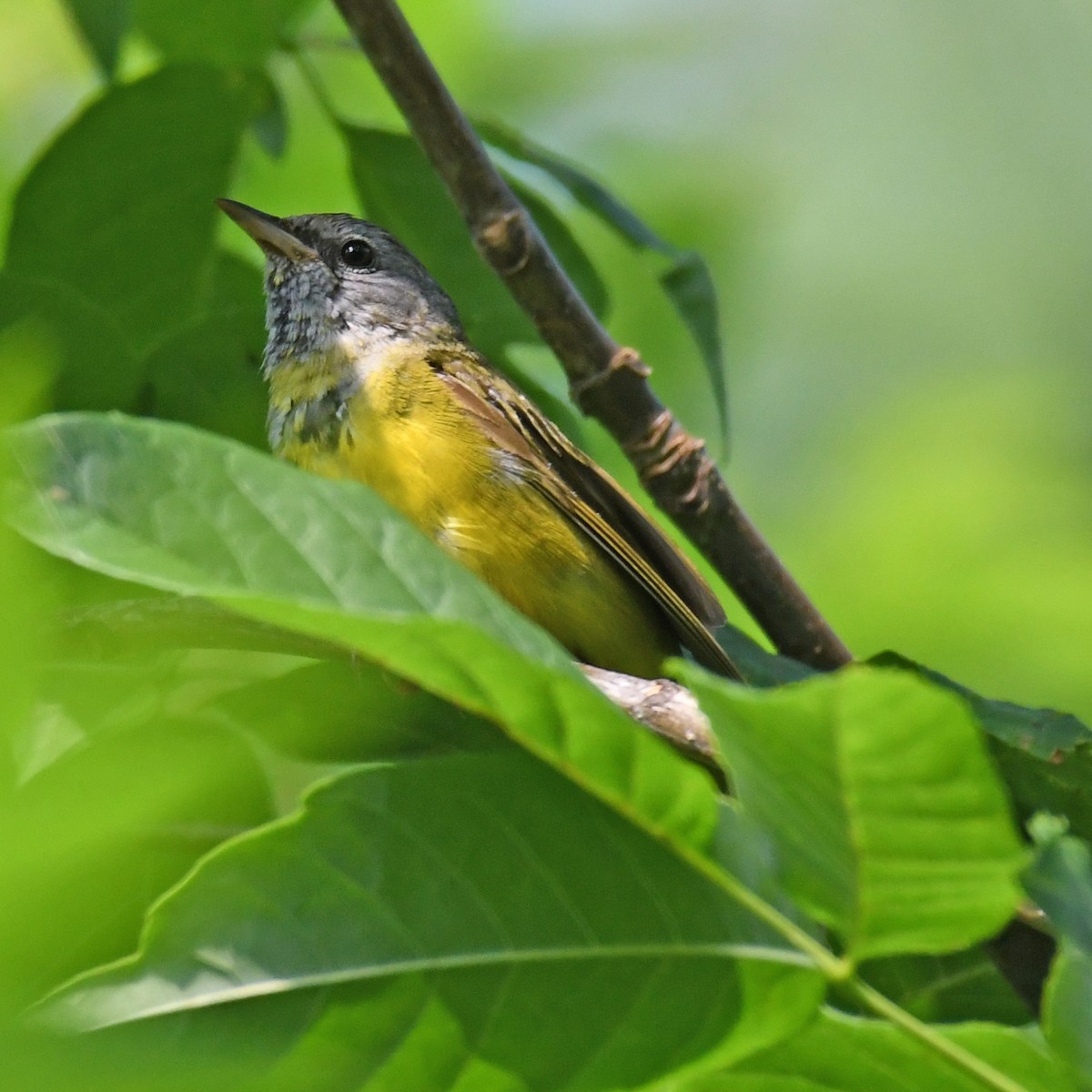 Mourning Warbler - ML615820405