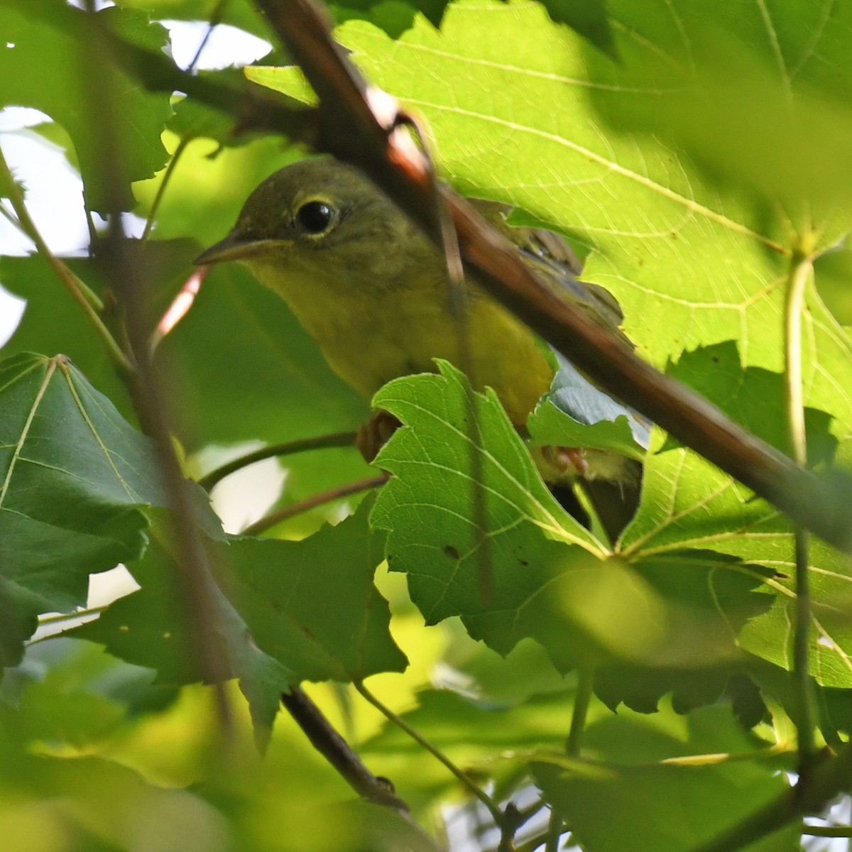 Mourning Warbler - Laura  Wolf