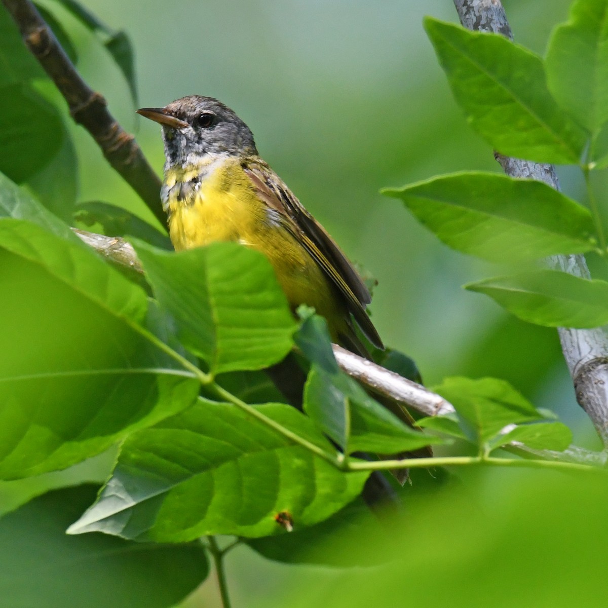 Mourning Warbler - Laura  Wolf