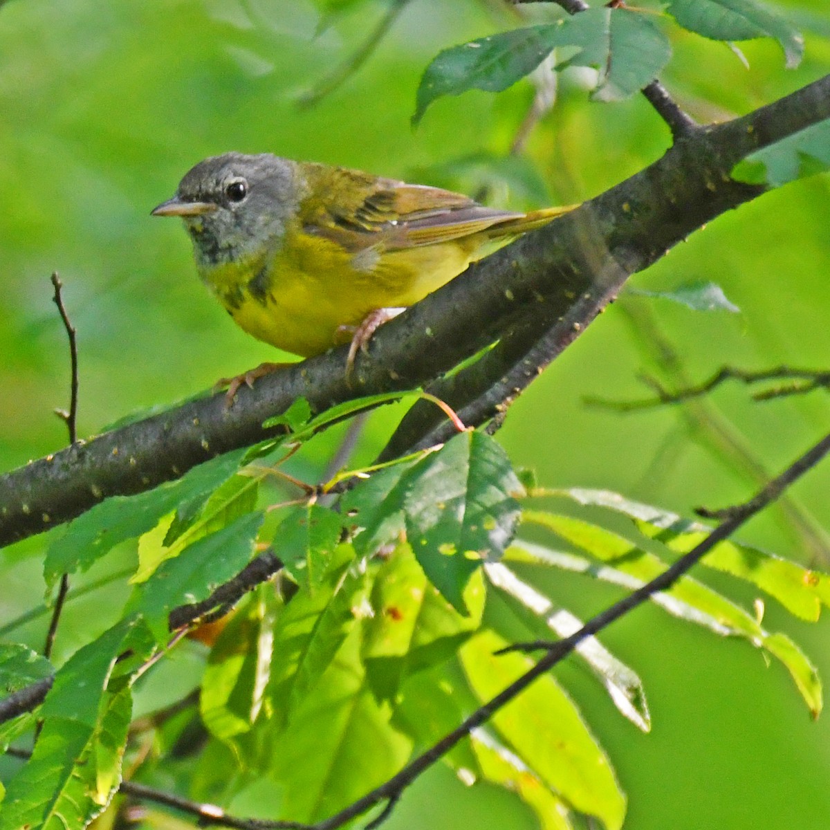 Mourning Warbler - ML615820409