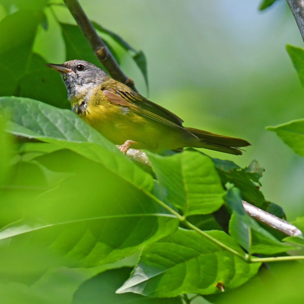 Mourning Warbler - ML615820410