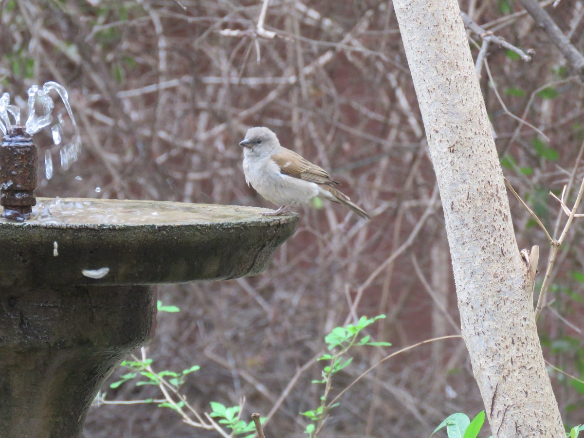 Southern Gray-headed Sparrow - ML615820427