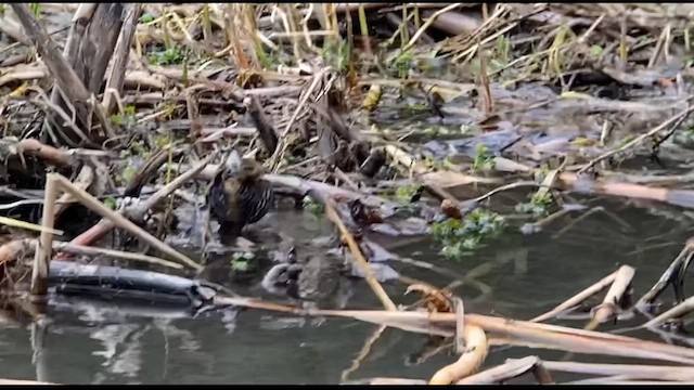 Water Rail - ML615820440