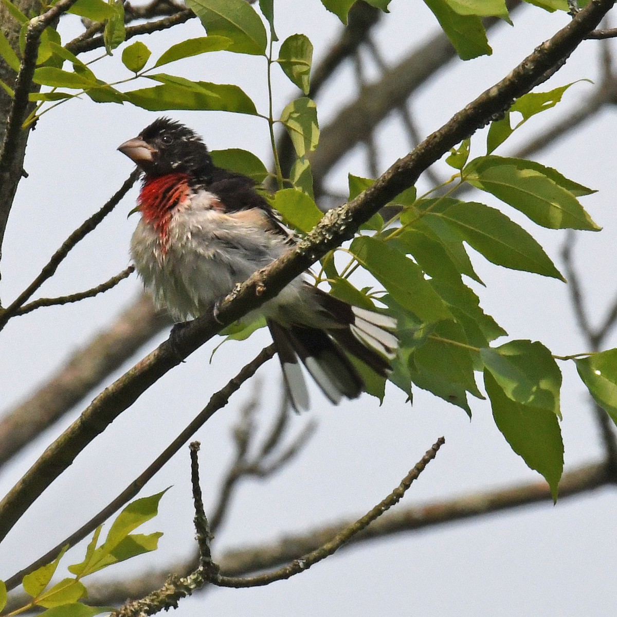 Rose-breasted Grosbeak - ML615820461