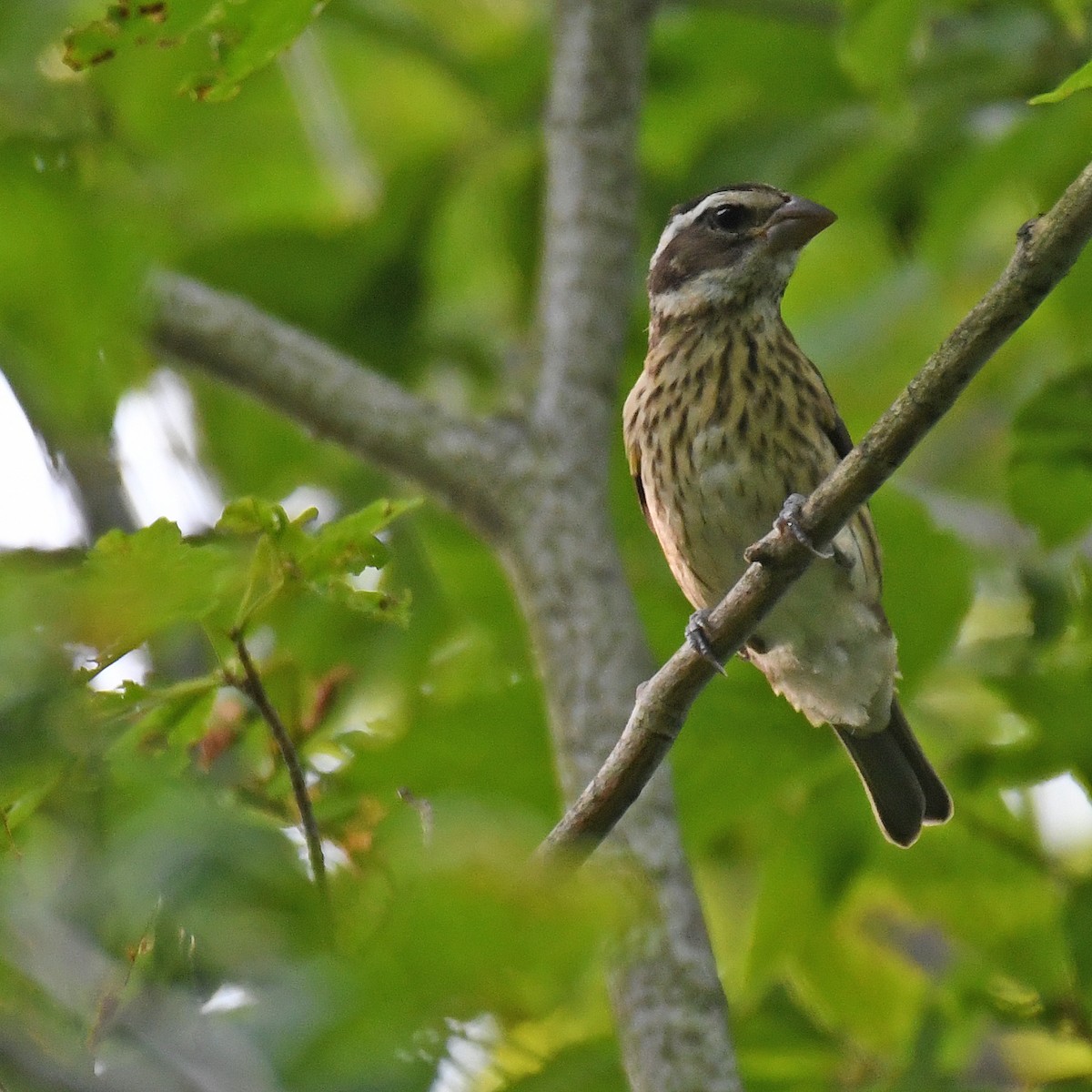 Rose-breasted Grosbeak - ML615820465