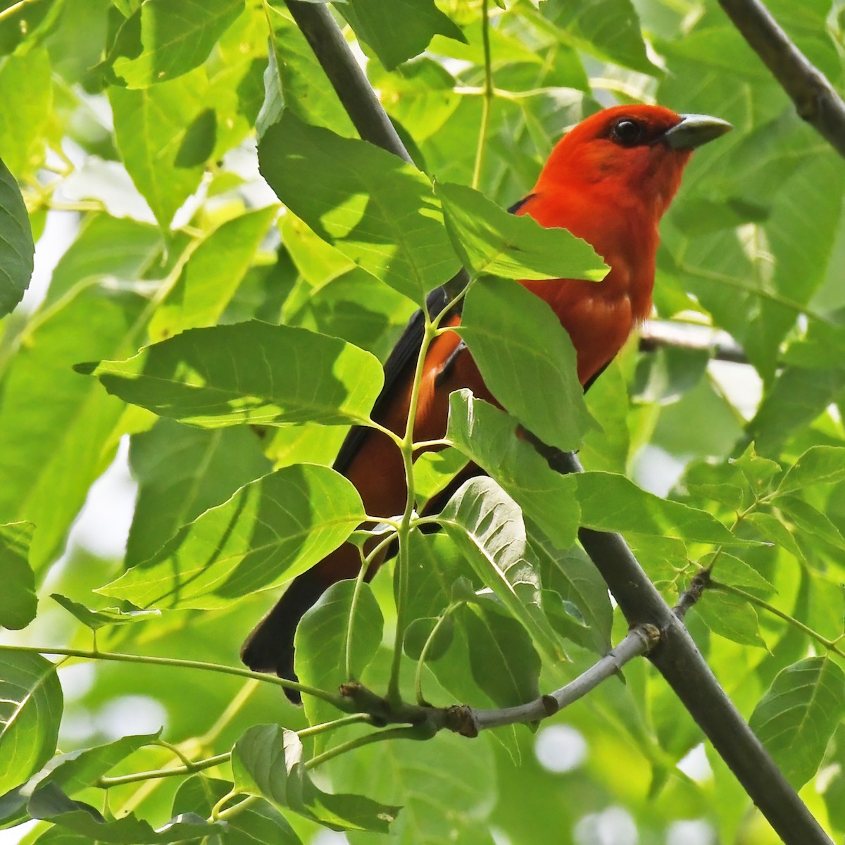 Scarlet Tanager - ML615820467