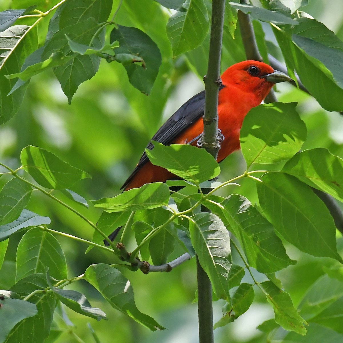 Scarlet Tanager - ML615820470