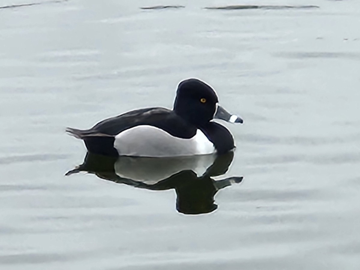 Ring-necked Duck - Kent DuBois