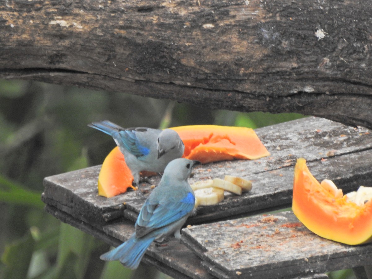 Blue-gray Tanager - Ella F