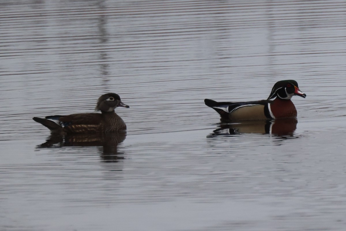 Wood Duck - ML615820574