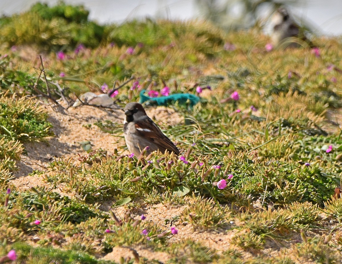 House Sparrow - ML615820622