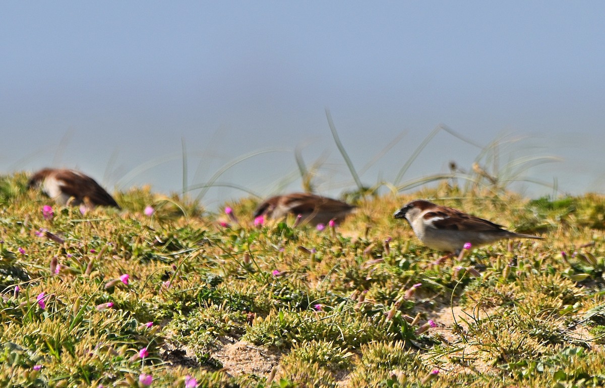 House Sparrow - ML615820624