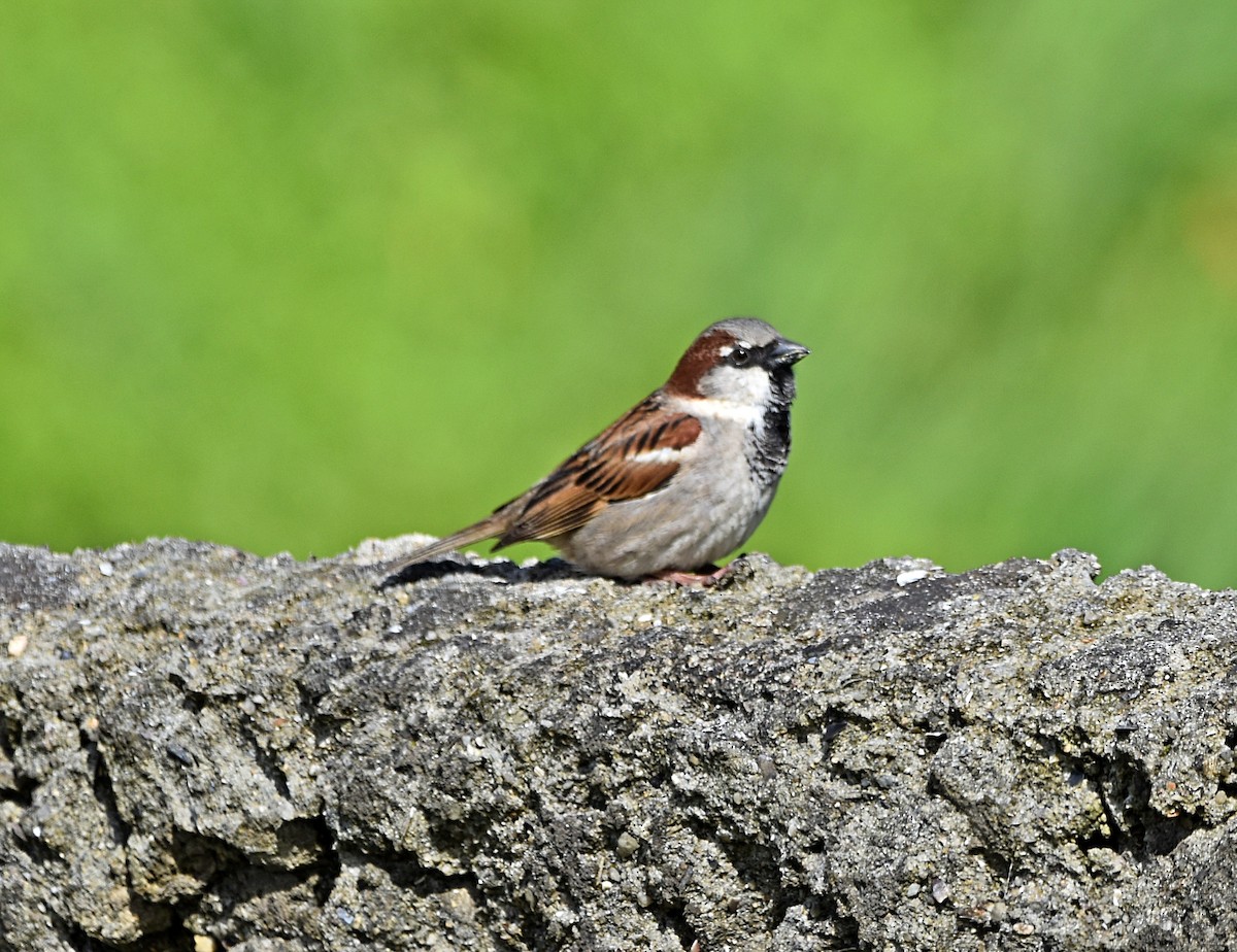 House Sparrow - ML615820628