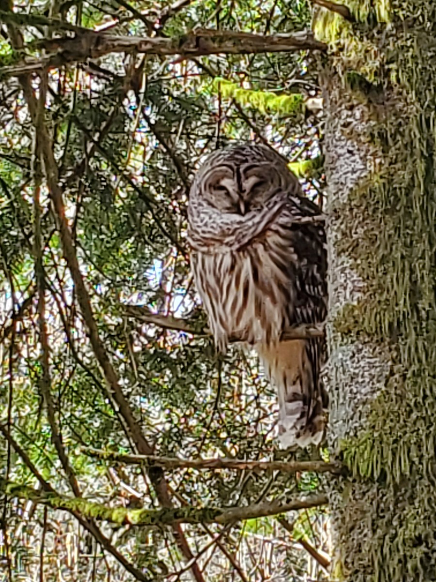 Barred Owl - ML615820675