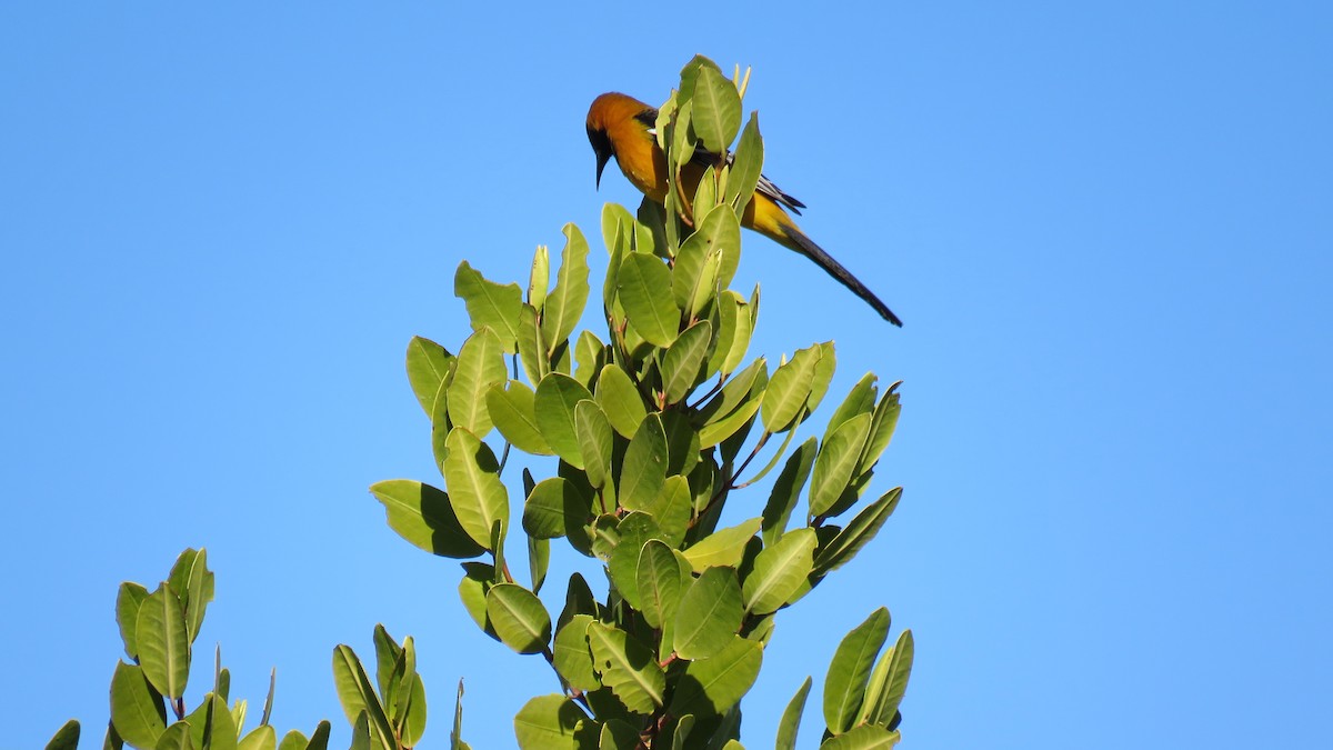 Hooded Oriole - ML615820716