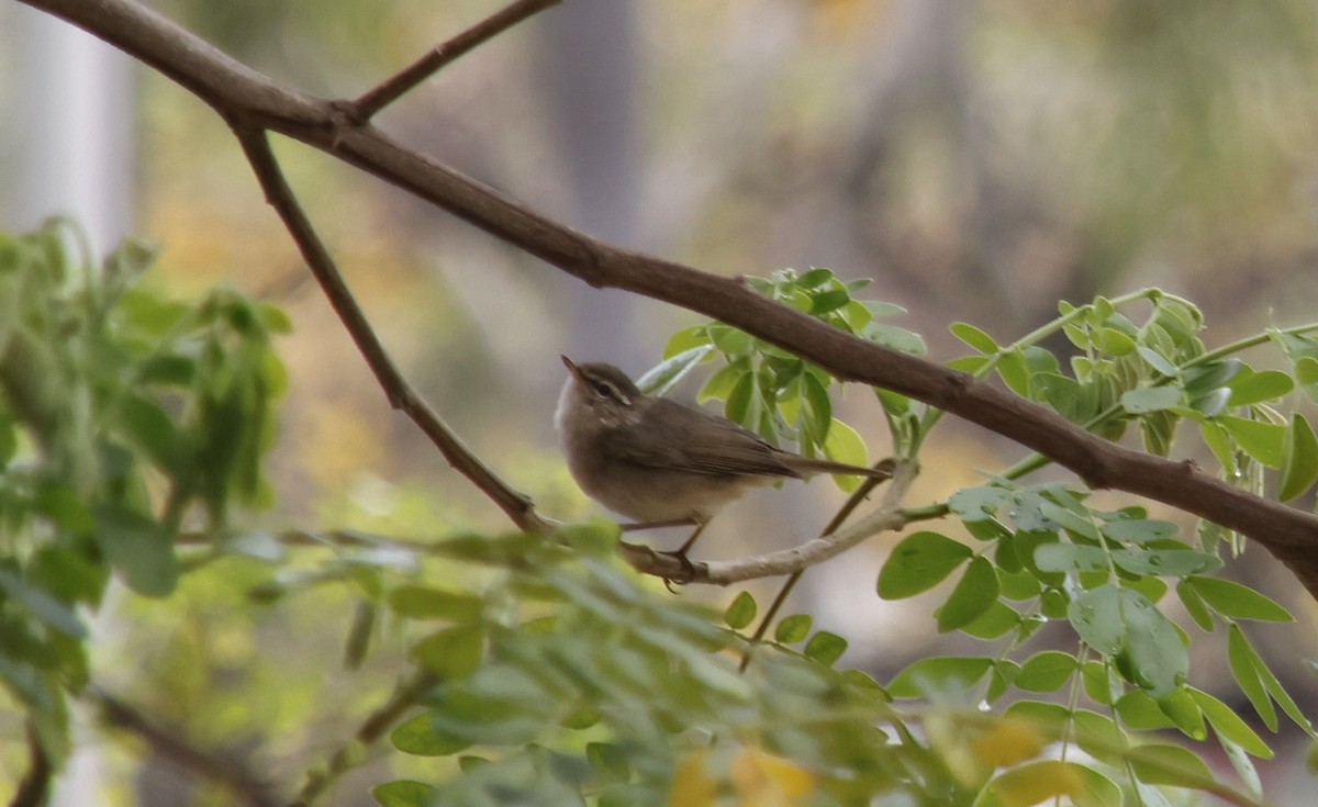 Mosquitero Sombrío - ML615820747