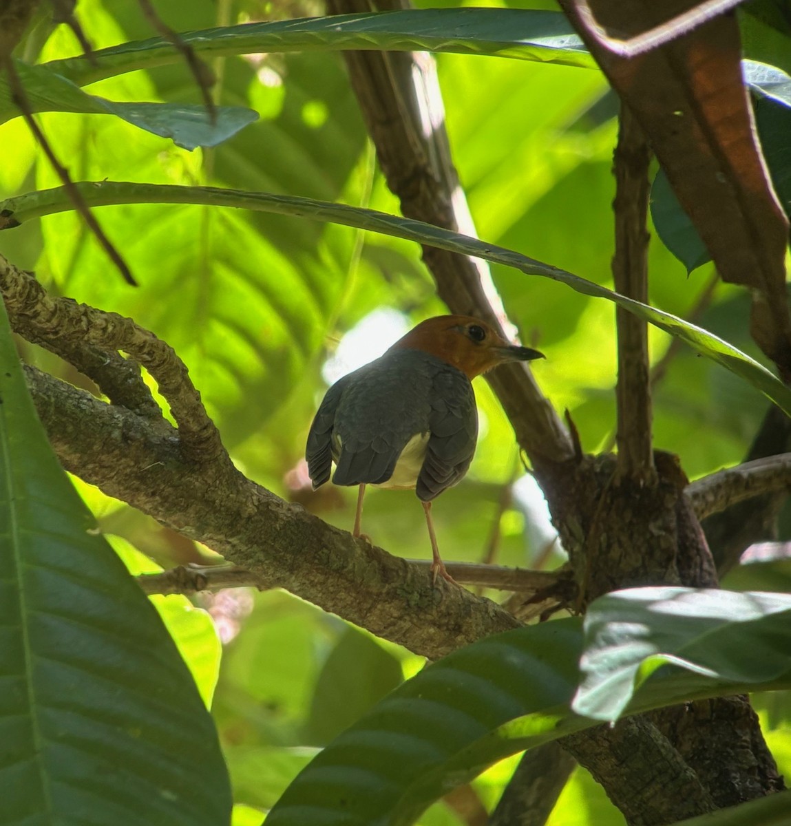 Orange-headed Thrush - ML615820785