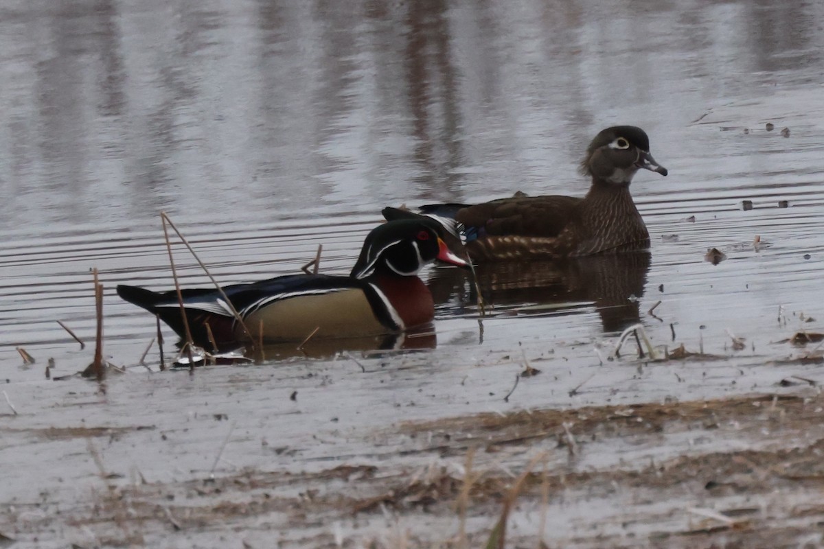 Wood Duck - Edward Flanders