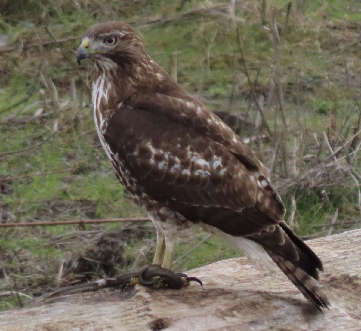 Red-tailed Hawk - ML615820876