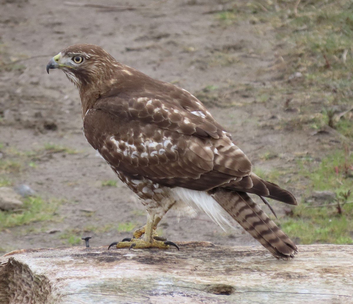 Red-tailed Hawk - ML615820899