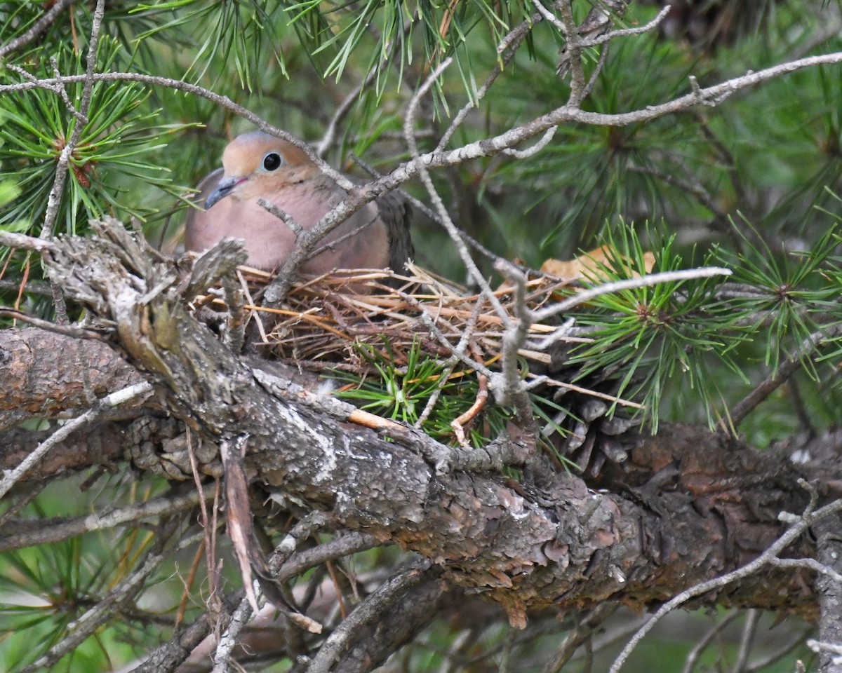 Mourning Dove - ML615820900