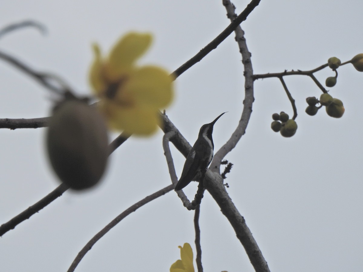 kolibřík tropický - ML615820926