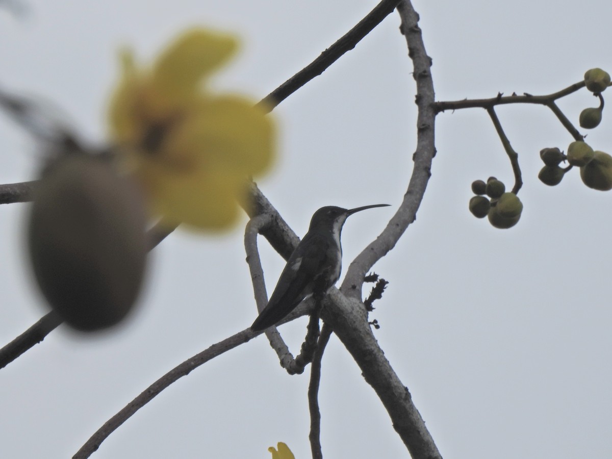 kolibřík tropický - ML615820937