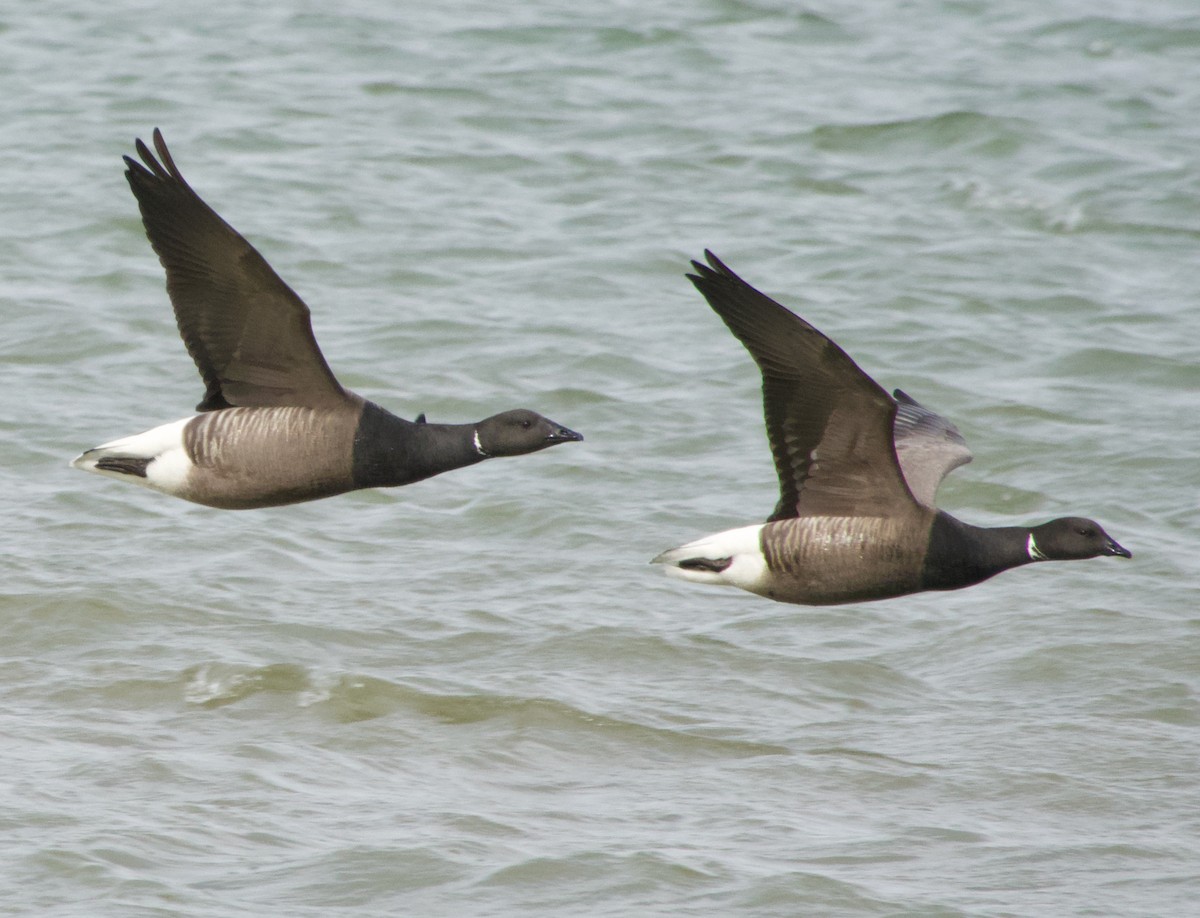 Brant - ML615820958