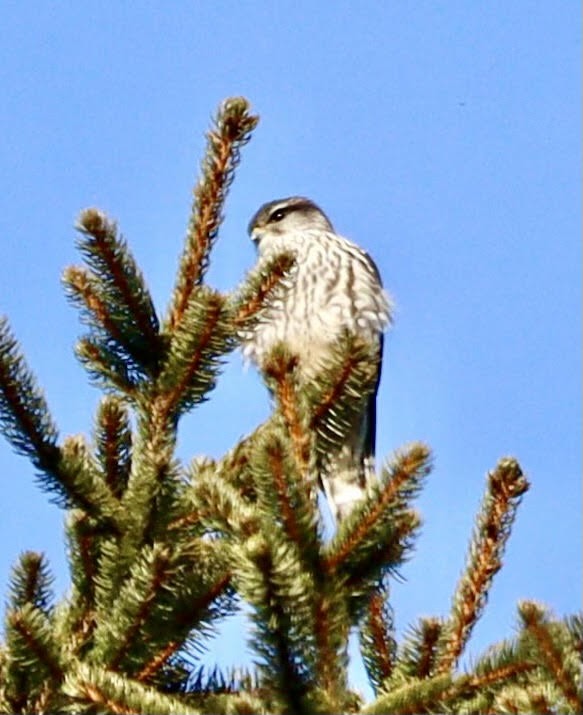 灰背隼 - ML615821008