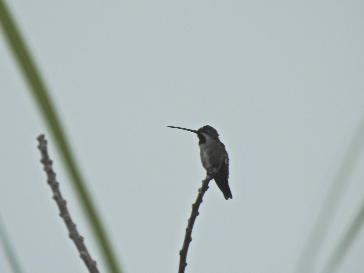 kolibřík hvězdohrdlý - ML615821103