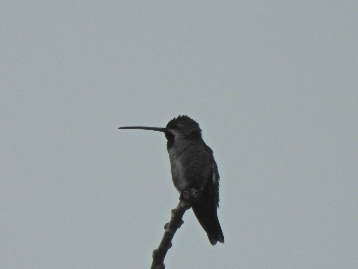 kolibřík hvězdohrdlý - ML615821105