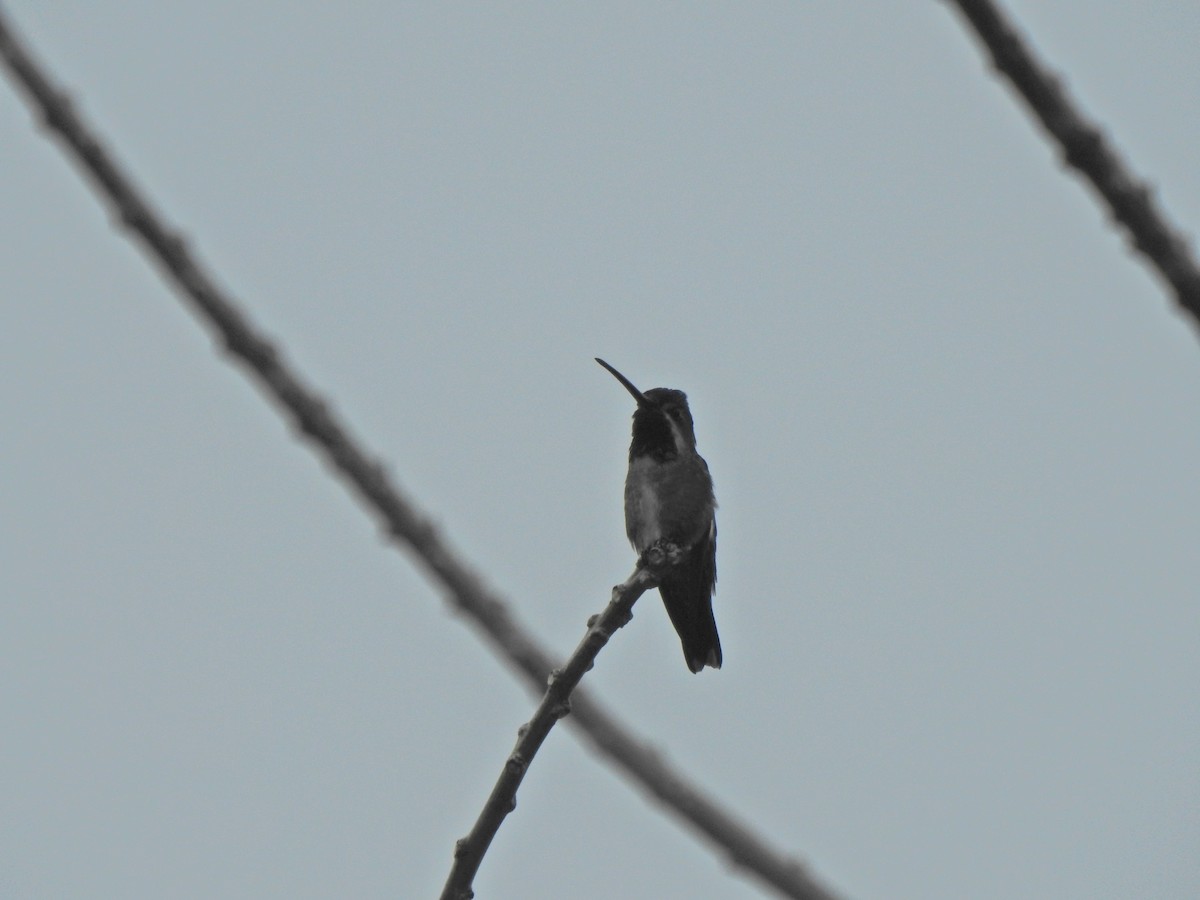 kolibřík hvězdohrdlý - ML615821134