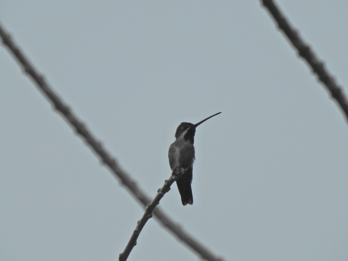 kolibřík hvězdohrdlý - ML615821135