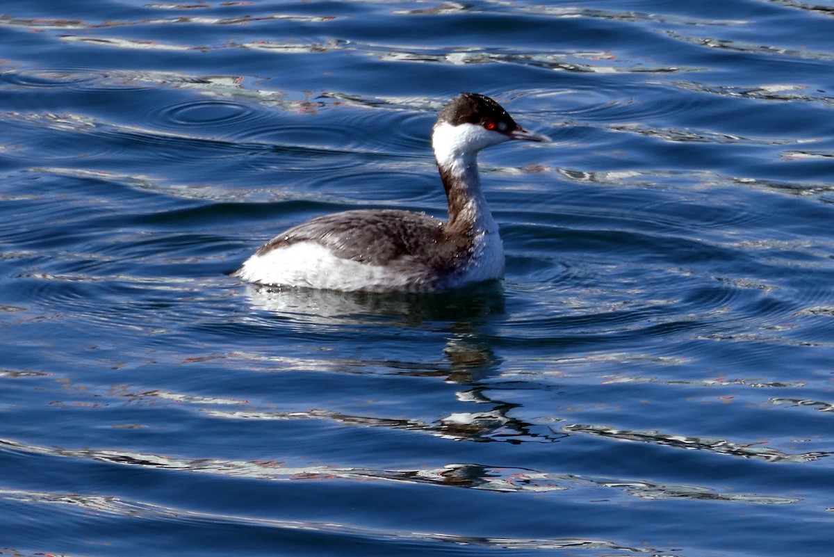 Horned Grebe - ML615821146