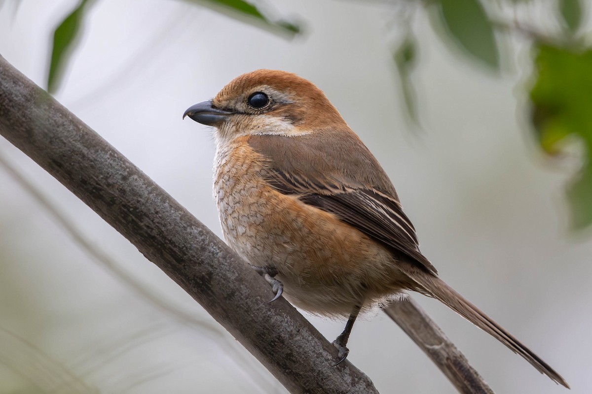 Bull-headed Shrike - Sandy Luk