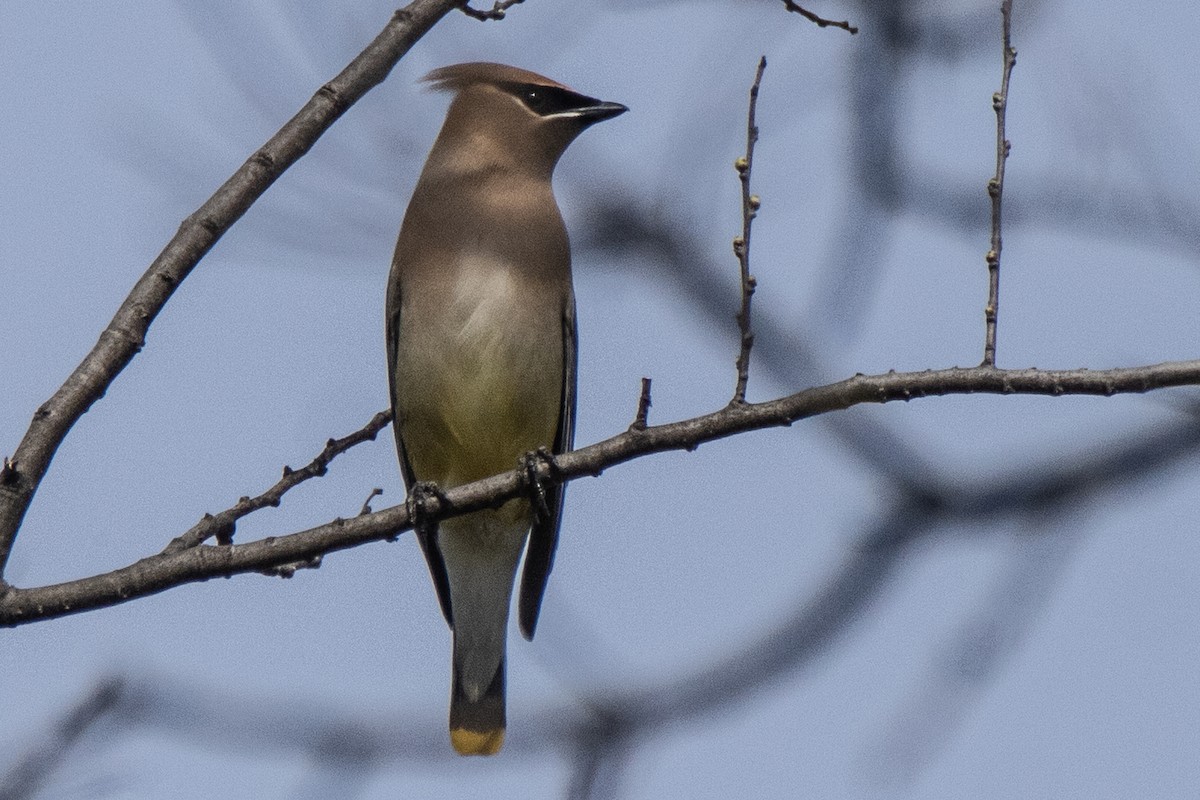 Cedar Waxwing - ML615821166