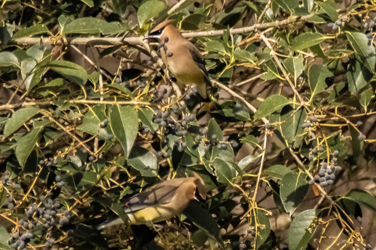 Cedar Waxwing - ML615821171