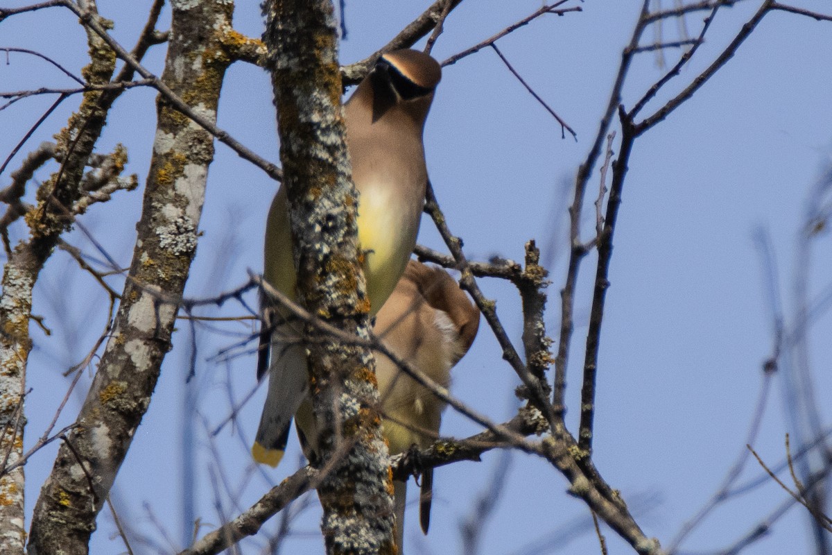 Cedar Waxwing - ML615821174