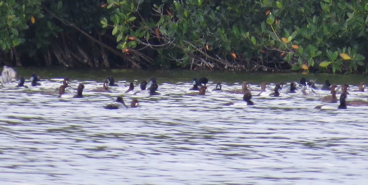 Lesser Scaup - Douglas Richard