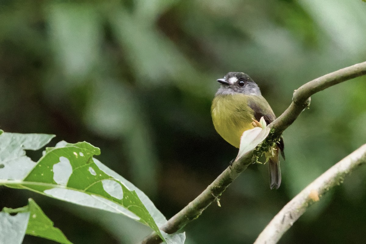 Ornate Flycatcher - Steve Bielamowicz