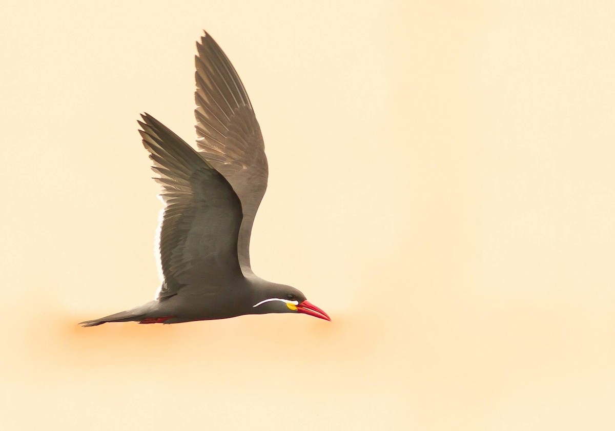 Inca Tern - ML615821268