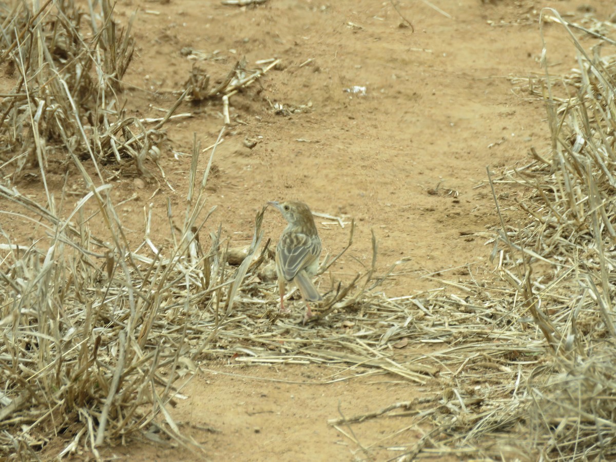 Rattling Cisticola - ML615821270